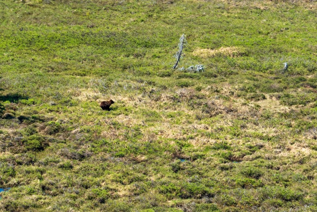 wildlife viewing from a helicopter tour