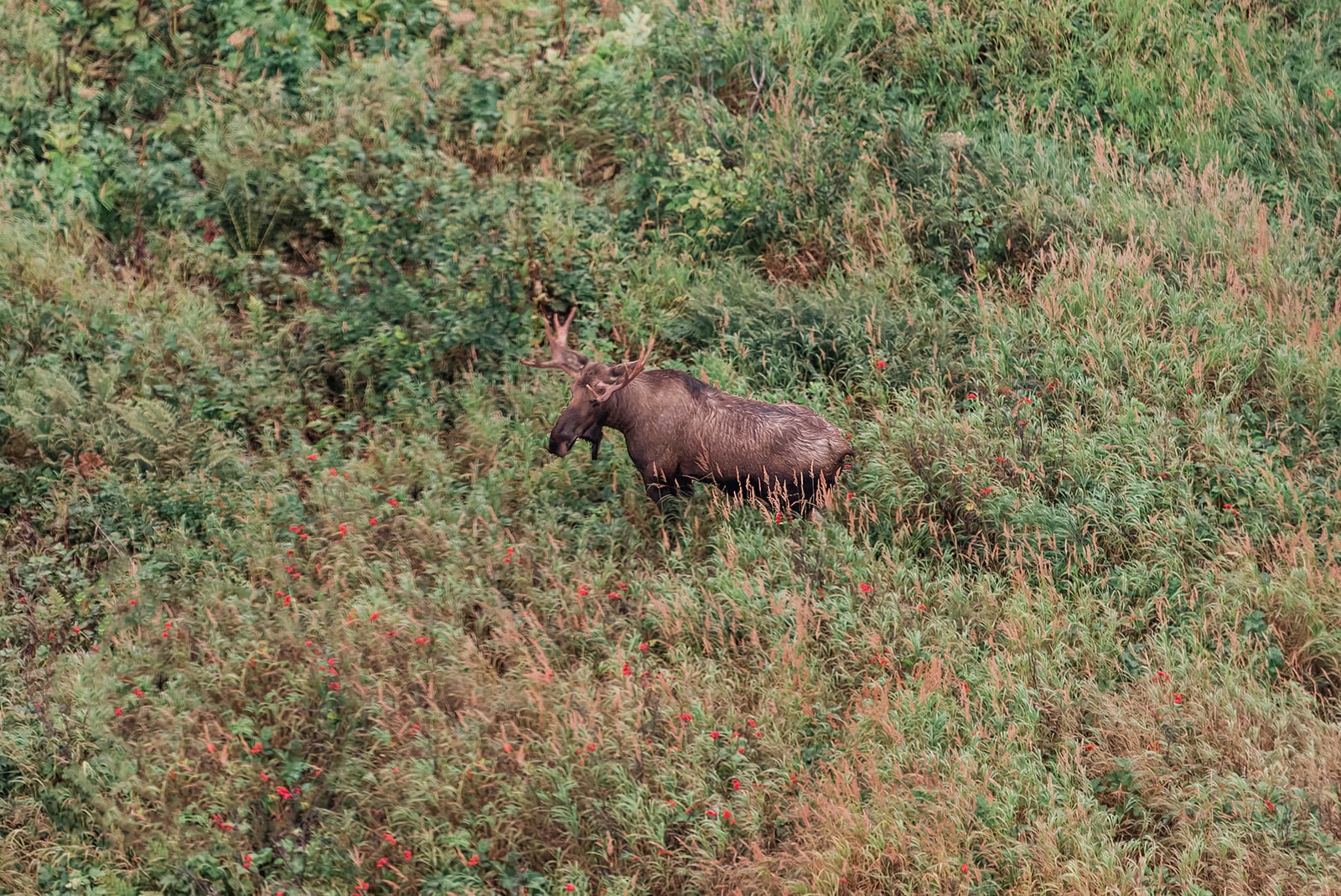 moose from a helicopter tour