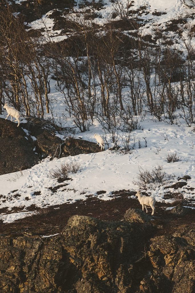 Dall sheep from a helicopter tour