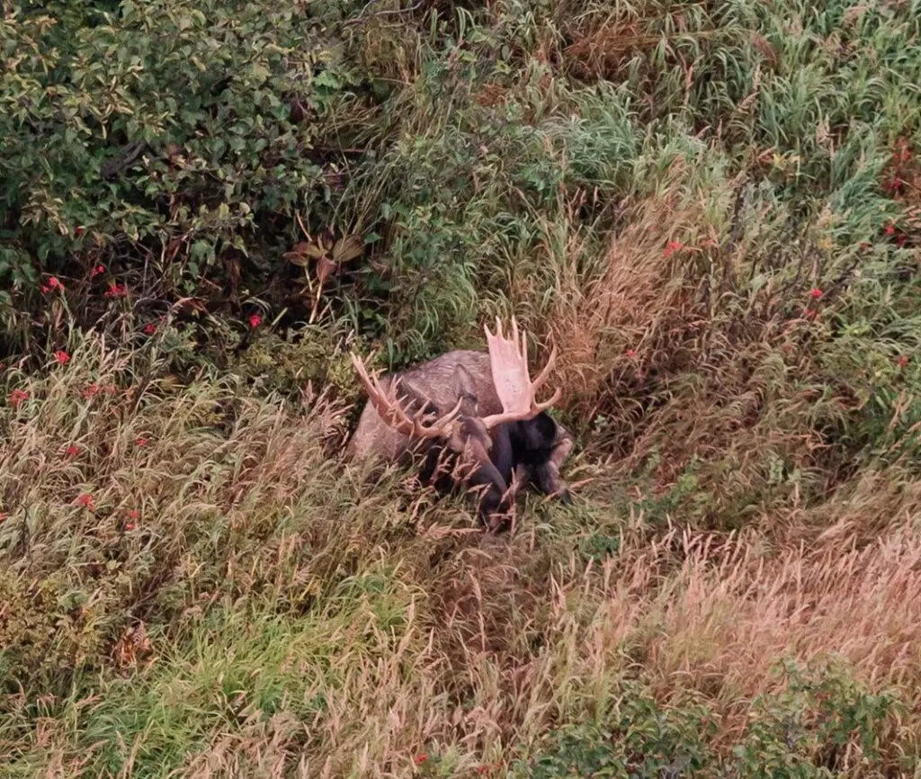 moose from a helicopter tour