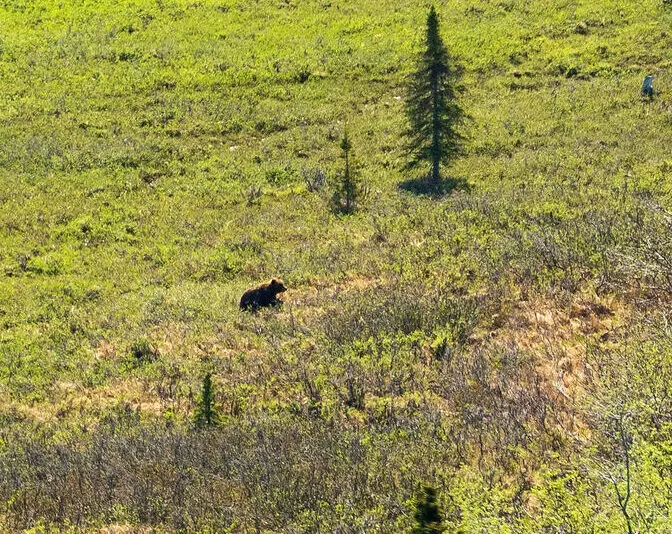 Heli view of bear on mountainside during fall in southcentral Alaska