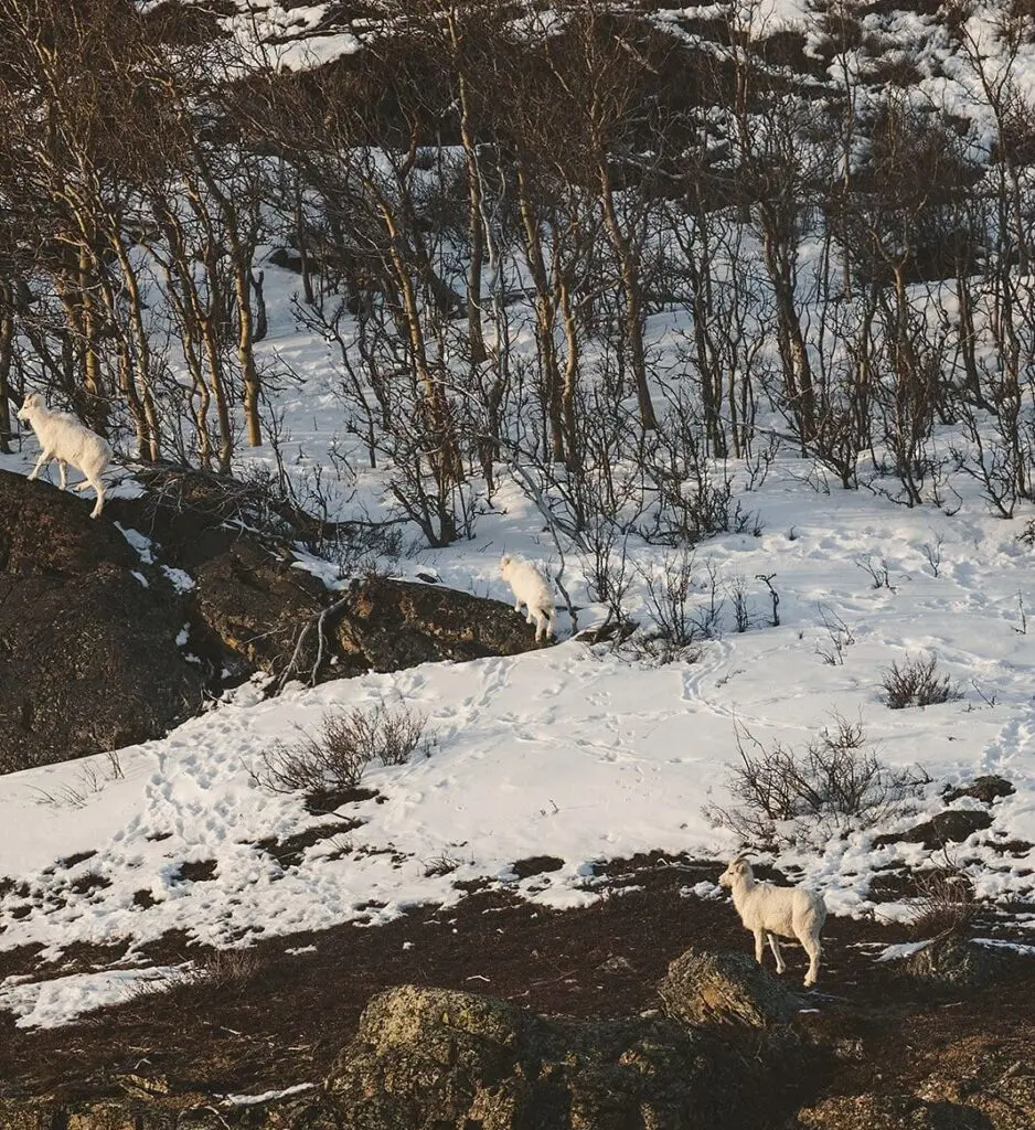 Dall sheep from a helicopter tour